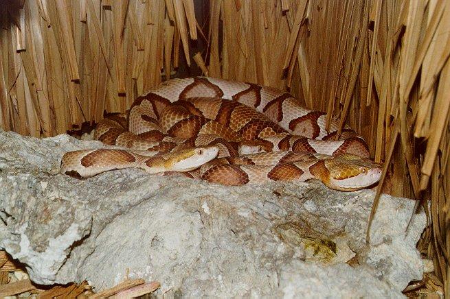 Agkistrodon contortrix01-Southern Copperhead Snake-by Dennis Desmond.jpg