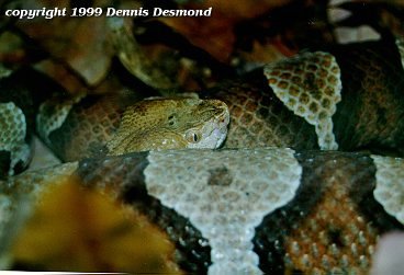 Agkistrodon contortrix mokasen06-Northern Copperhead Snake-by Dennis Desmond.jpg