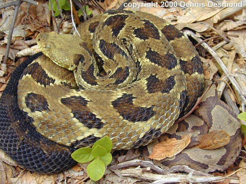 Agkistrodon crotalus12-Northern Copperhead and Timber Rattlesnake-by Dennis Desmond.jpg