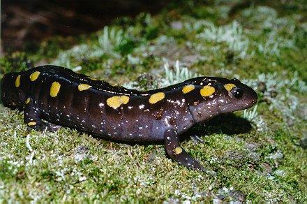 Ambystoma maculatum02-Spotted Salamander-by Dennis Desmond.jpg