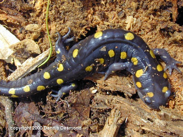 Ambystoma maculatum05-Spotted Salamander-by Dennis Desmond.jpg