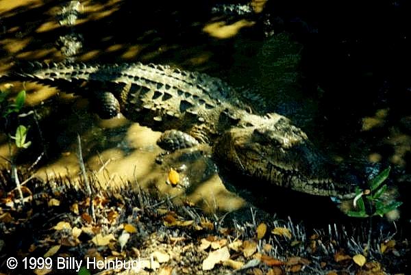 AmcroJA1-American Crocodile-in Jamaica-by Billy Heinbuch.jpg