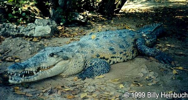 AmcroJA2-American Crocodile-in Jamaica-by Billy Heinbuch.jpg