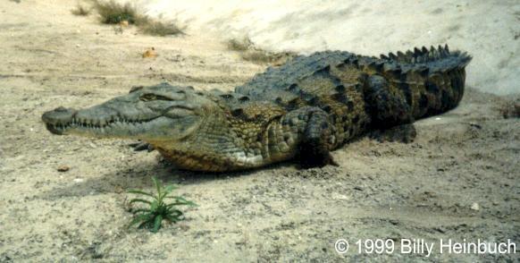 AmcroJA4-American Crocodile-by Billy Heinbuch.jpg