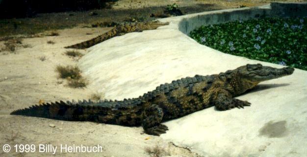 AmcroJA5-American Crocodile-by Billy Heinbuch.jpg