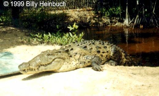AmcroJA7-American Crocodile-by Billy Heinbuch.jpg