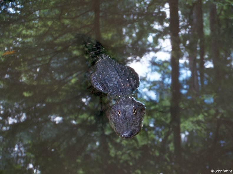 American Alligator0036lr-by John White.jpg