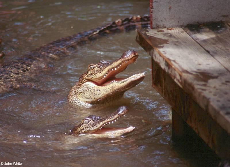 American Alligator0049lr-by John White.jpg