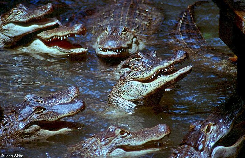 American Alligator0051lr-by John White.jpg