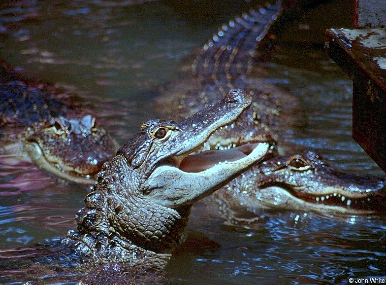 American Alligator0052lr-by John White.jpg