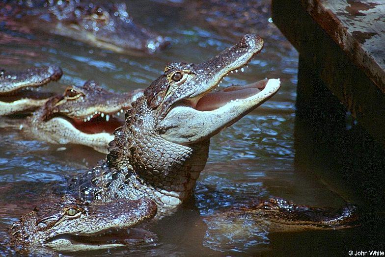 American Alligator0054lr-by John White.jpg