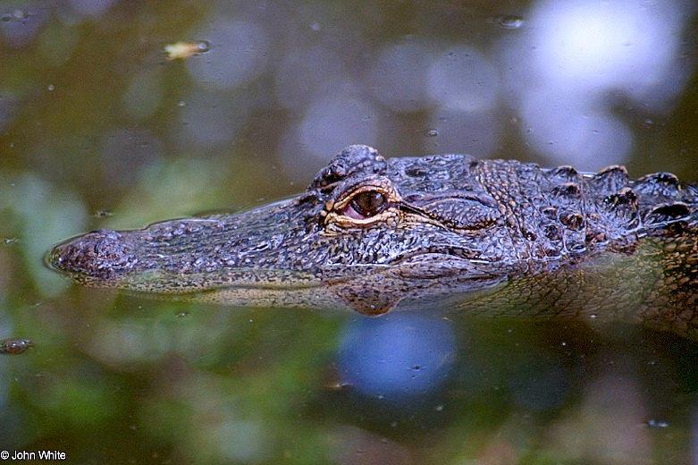 American Alligator0058lr-by John White.jpg