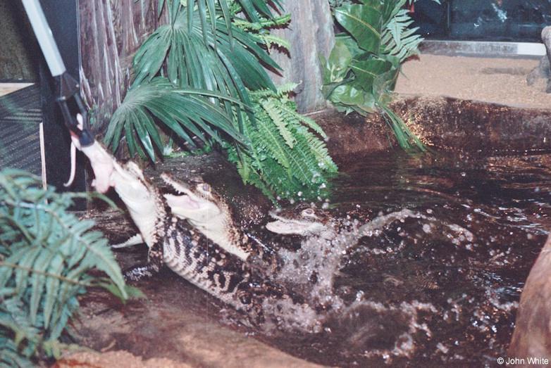 American alligator0001-by John White.jpg