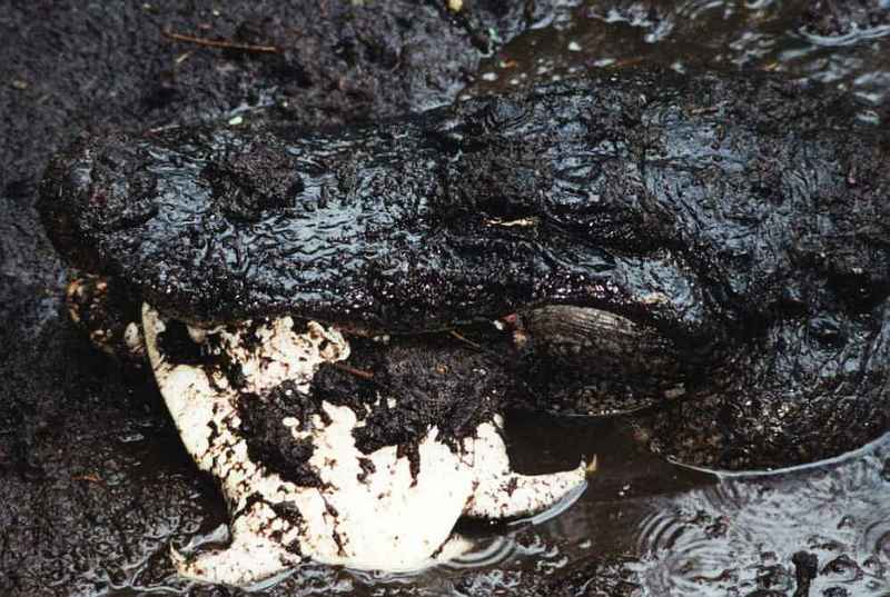 American alligator eating softshell turtle-by CCRieker.jpg