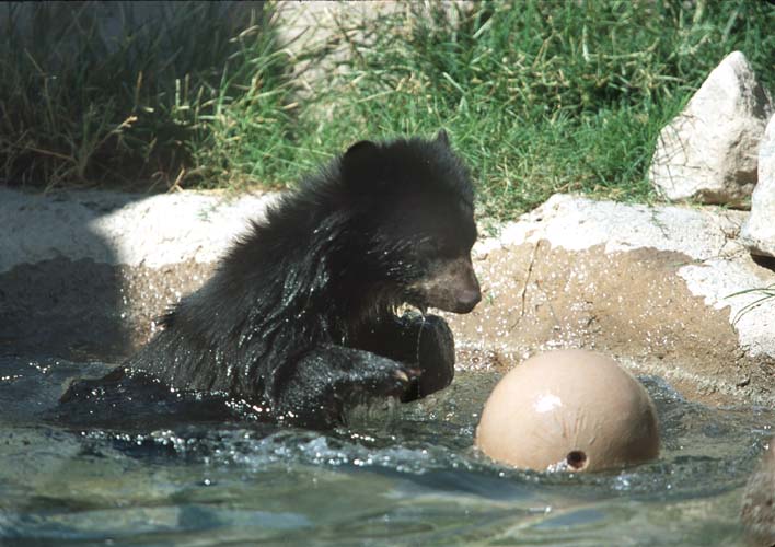 American black bear cub-by Shirley Curtis.jpg