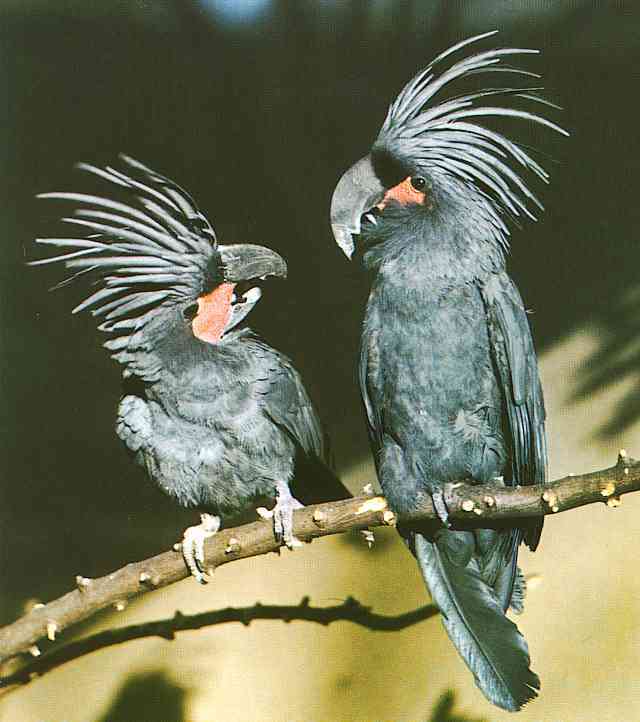 Austraalaziatisch-Caccatoo-TR-Black Palm Cockatoo-by Trudie Waltman.jpg