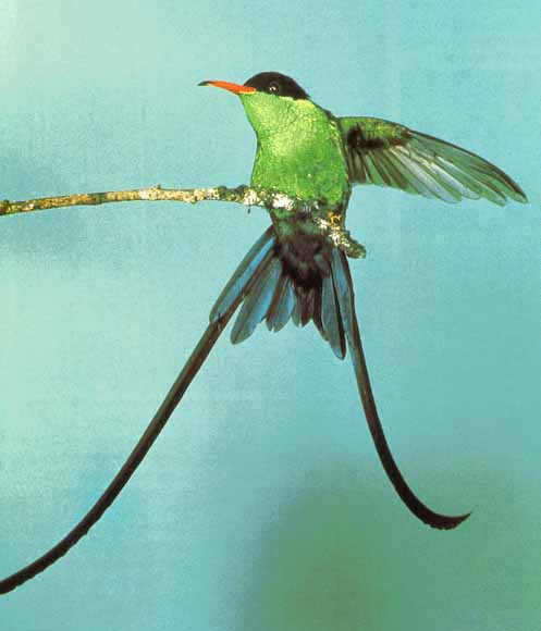 AwhatBird19-StreamertailHummingbird-Hanging branch.jpg