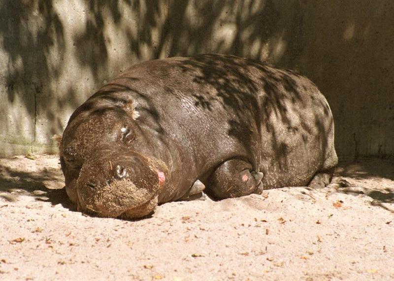 Babyhippo001-Hippopotamus-napping-by Ralf Schmode.jpg