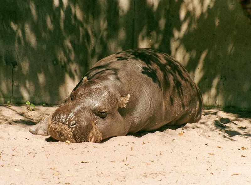 Babyhippo003-Hippopotamus-napping-by Ralf Schmode.jpg