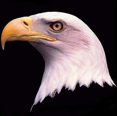 Baldeagl-Bald Eagle head-by Danny Delgado.jpg