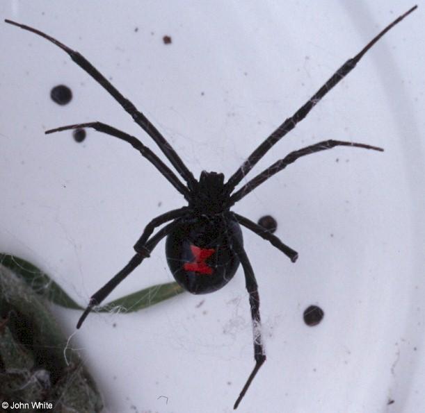 Black Widow Spider501-by John White.jpg