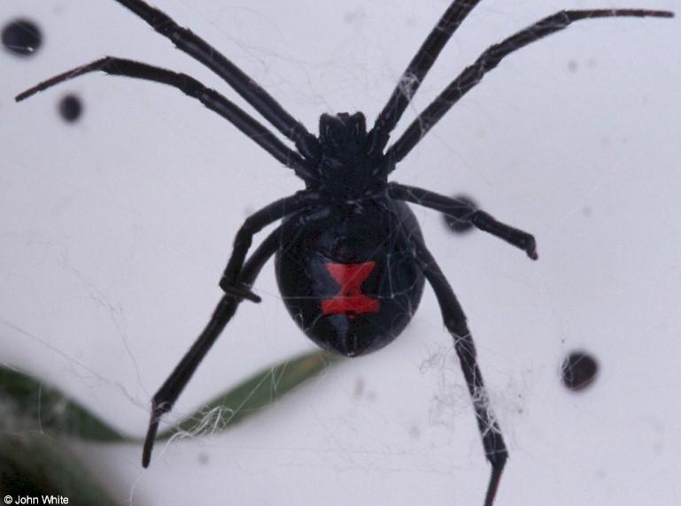 Black Widow Spider 0504-by John White.jpg