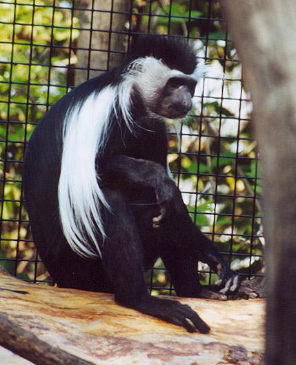 Black and White Colobus monkey1-by Denise McQuillen.jpg