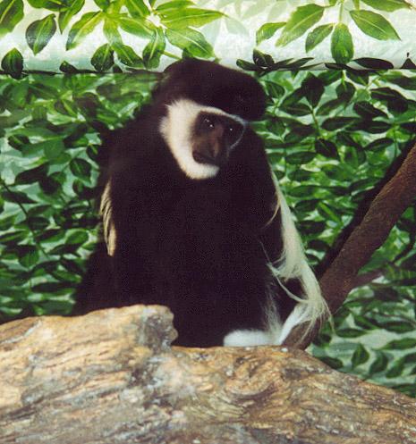 Black and White Colobus monkey2-by Denise McQuillen.jpg