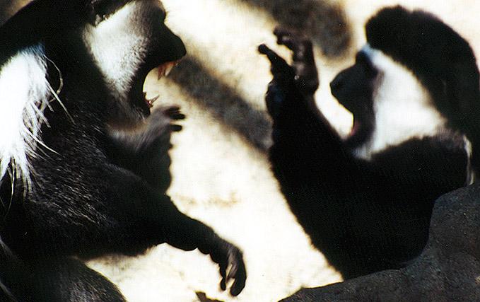 Black and White Colobus monkey altercation-by Denise McQuillen.jpg
