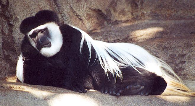 Black and White Colobus monkey side-by Denise McQuillen.jpg