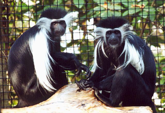 Black and White Colobus monkies two-by Denise McQuillen.jpg