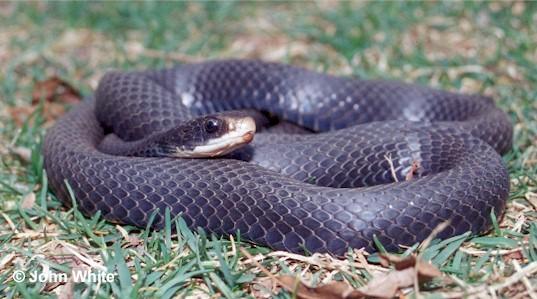 Black racer snake-by John White.jpg
