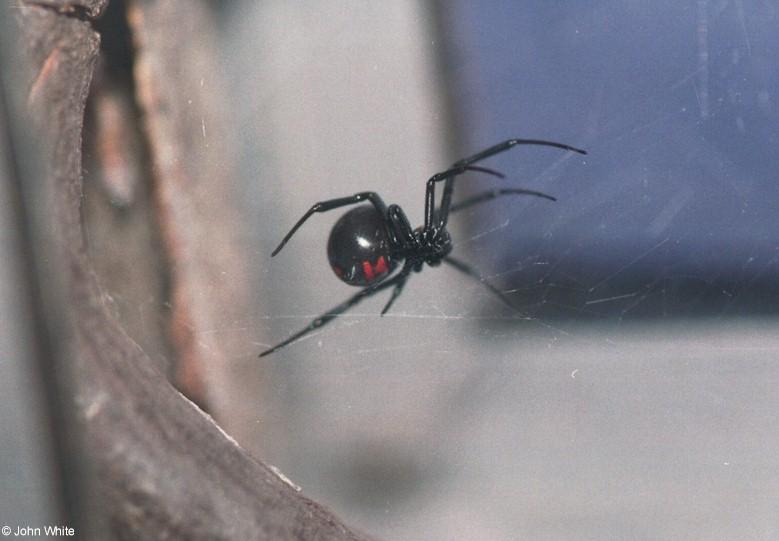 Black widow spider1-by John White.jpg