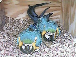 Blue-n-golds06-Blue and Gold Macaws-by Danny Delgado.jpg