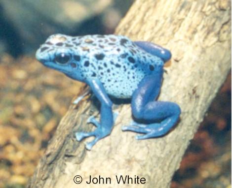 Blue Poison Dart Frog-on log-by John White.jpg