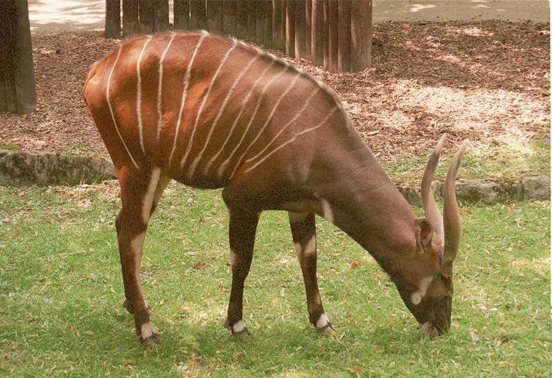Bongo Antelope001-from Frankfurt Zoo-by Ralf Schmode.jpg