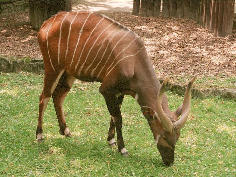 Bongo Antelope002-from Frankfurt Zoo-by Ralf Schmode.jpg