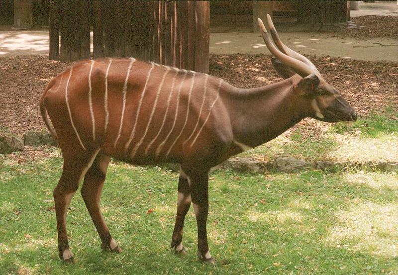 Bongo Antelope003-from Frankfurt Zoo-by Ralf Schmode.jpg