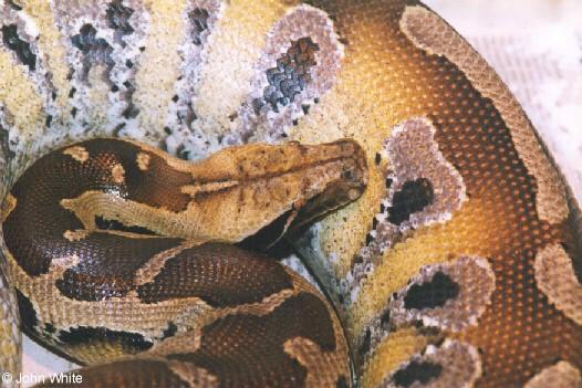 Borneo blood python 1-by John White.jpg