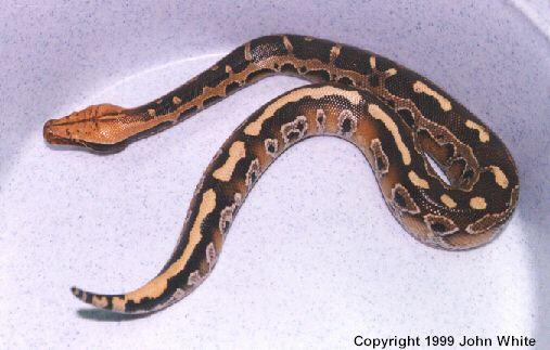 Borneo blood python 2-juvenile-by John White.jpg