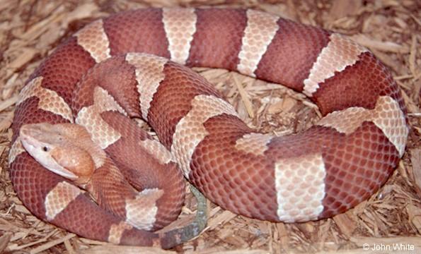 Broad-banded Copperhead snake-Agkistrodon contortrix laticinctus-John White.jpg