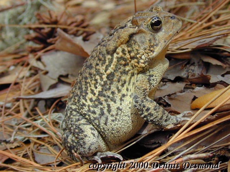 Bufo terrestris21-Southern Toad norma phase-by Dennis Desmond.jpg