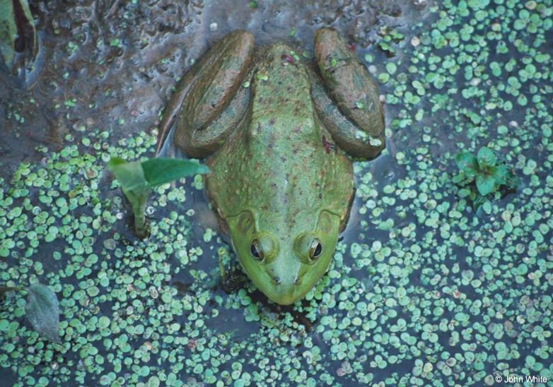 Bullfrog-by John White.jpg