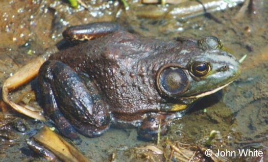 Bullfrog02-closeup in swamp-by John White.jpg