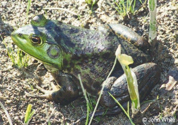 Bullfrog02-closeup on land-by John White.jpg