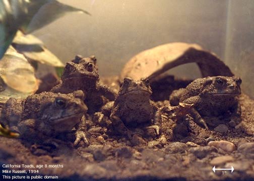 California Toads-by Mike Russell.jpg