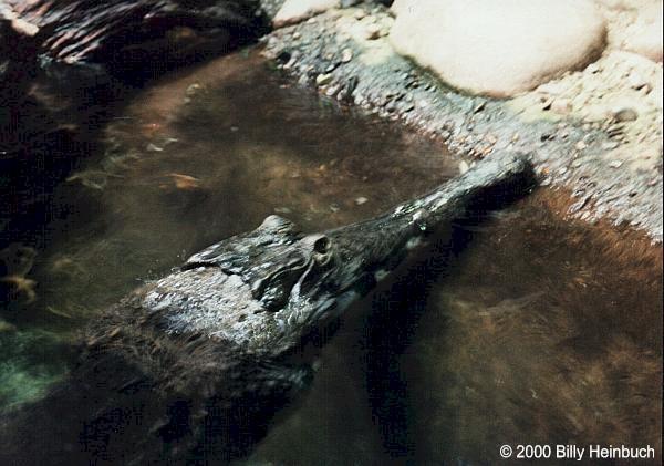 Ccata2-Slender-snouted Crocodile-by Billy Heinbuch.jpg