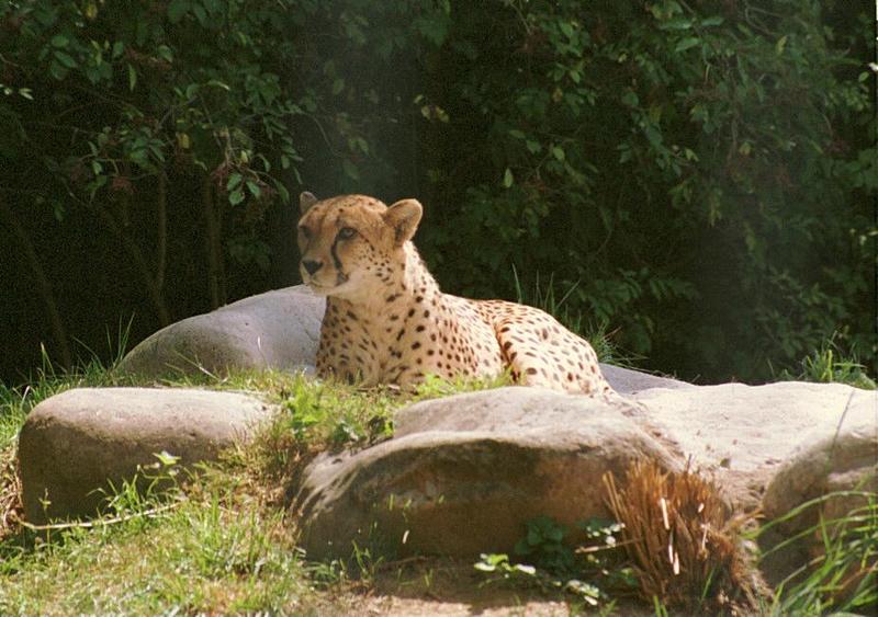 Cheetah001-from Wilhelma Zoo-by Ralf Schmode.jpg