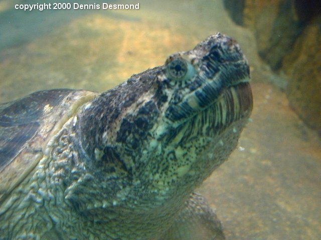 Chelydra serpentina10-Common Snapping Turtle-by Dennis Desmond.jpg