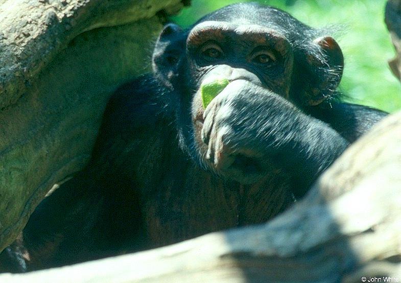 Chimpanzee-by John White.jpg